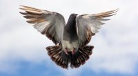 Flying Pigeon223289669 200x110 - Flying Pigeon - Pigeon, Flying, Black